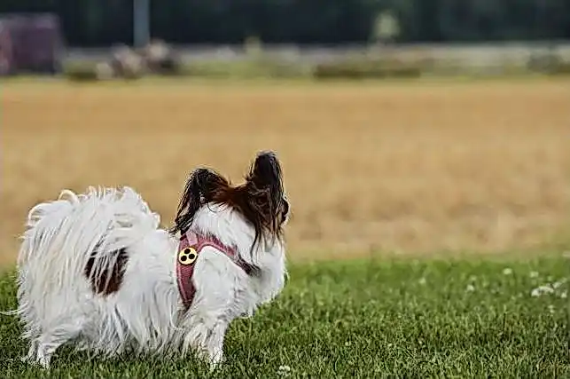 JVSpin казино f6b710